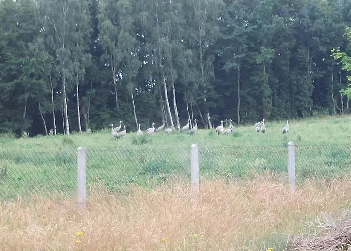 Zielony Domek * Sznurki